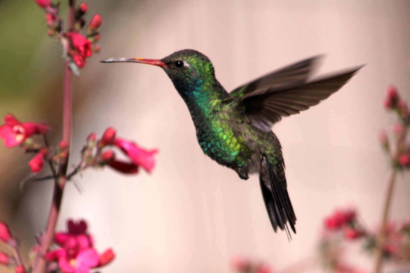 Hummingbirds from backyards and beyond